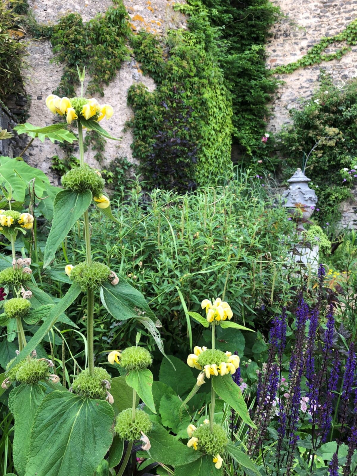 Eelke garden phlomis solidfloor co uk